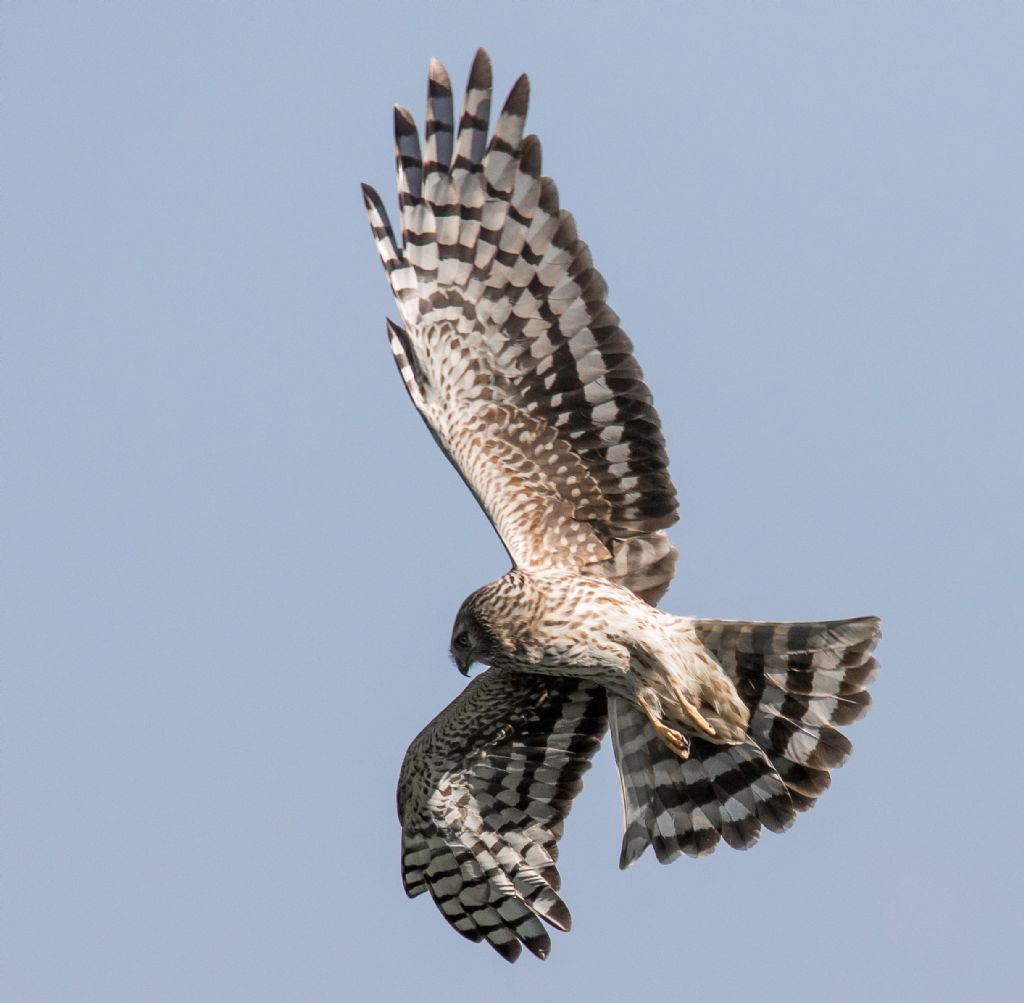 Albanella reale (Circus cyaneus),  femmina